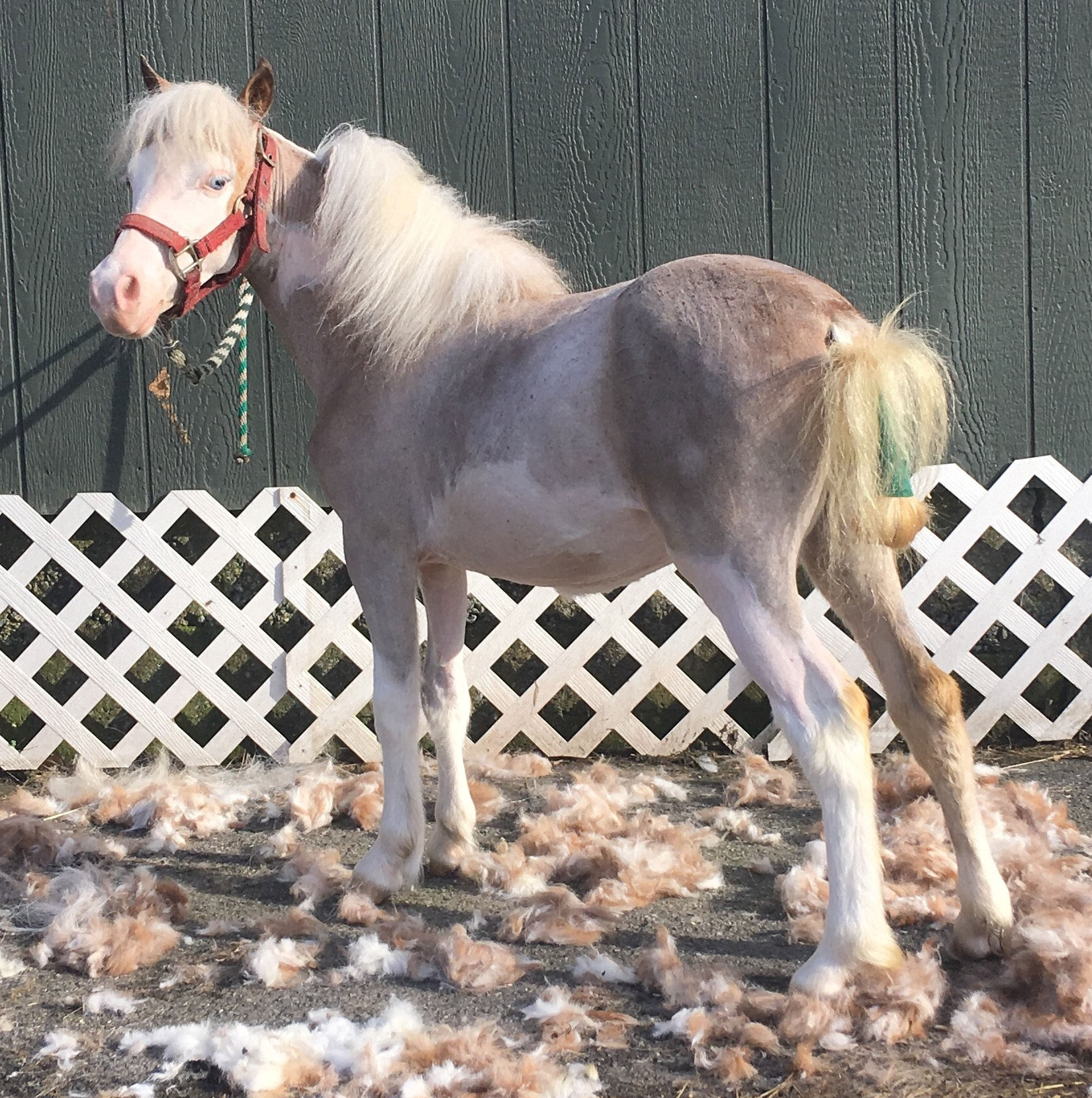 2020 Miniature Horse Sales